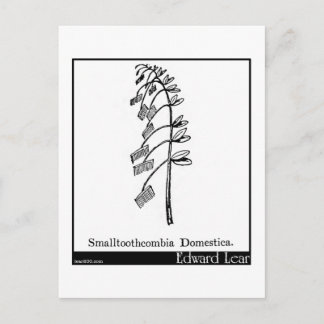 Smalltoothcombia Domestica. Briefkaart