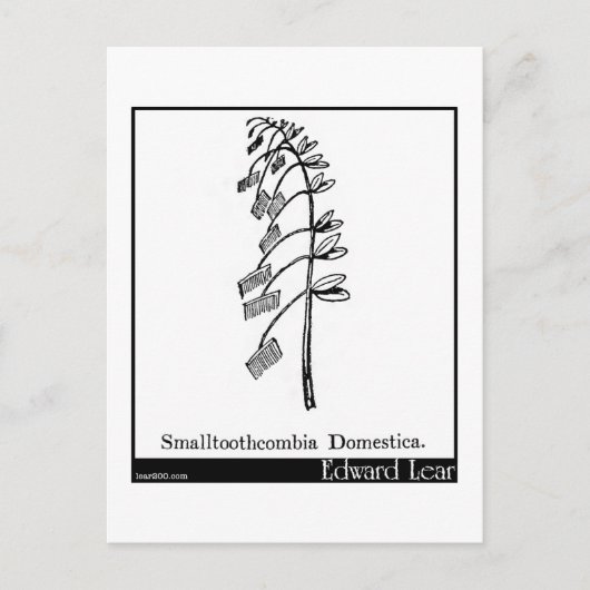 Smalltoothcombia Domestica. Briefkaart (Voorkant)