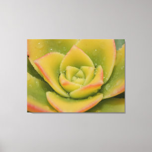 Smaragd Vetplant Macro Canvas Muur Kunstprint Afdruk