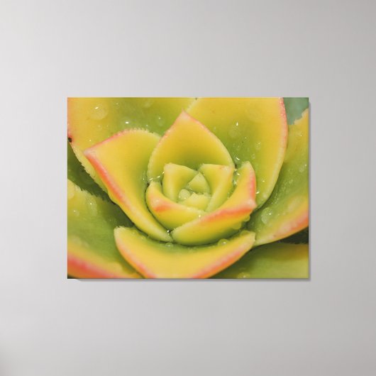 Smaragd Vetplant Macro Canvas Muur Kunstprint Afdruk (Voorkant)
