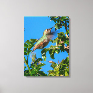 Smaragdflits: Kolibrie in Beweging Canvas Afdruk
