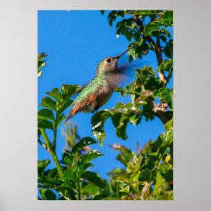 Smaragdflits: Kolibrie in Beweging Poster