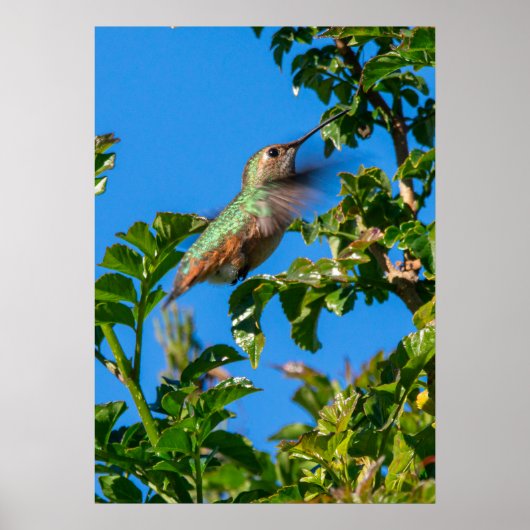 Smaragdflits: Kolibrie in Beweging Poster (Voorkant)