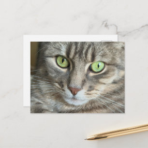 Smaragdgroene Ogen Kat Portret Feliene Fotografie Briefkaart