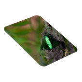 Smaragdstaartvlinder Magneet (Rechterzijde)