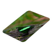 Smaragdstaartvlinder Magneet (Linkerzijde)