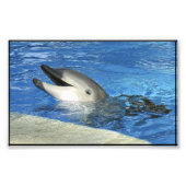 Smart Dolphin Foto Afdruk (Voorkant)