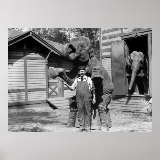 Smart Elephant Trick uit de jaren 1910 Poster (Voorkant)