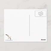 Smeermeeuw Briefkaart (Achterkant)