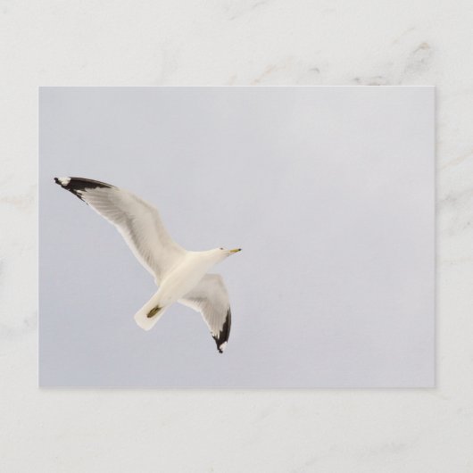Smeermeeuw Briefkaart (Voorkant)