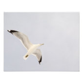 Smeermeeuw Foto Afdruk (Voorkant)