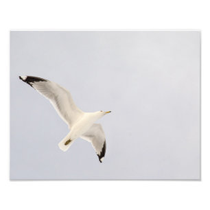 Smeermeeuw Foto Afdruk