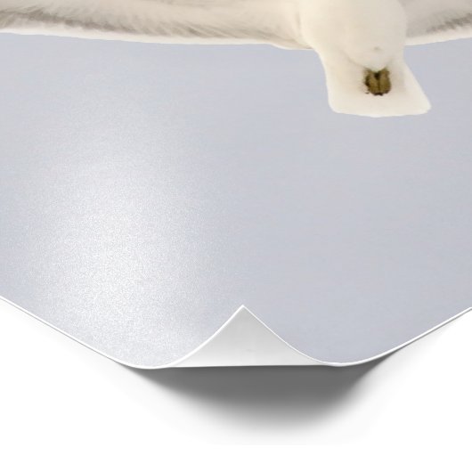 Smeermeeuw Foto Afdruk (Hoek)