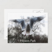 Smeeuw in het Briefkaart (Voorkant / Achterkant)