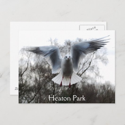 Smeeuw in het Briefkaart (Voorkant / Achterkant)