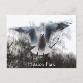 Smeeuw in het Briefkaart