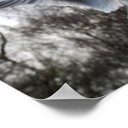 Smeeuw in het Poster (Hoek)