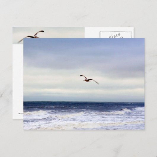 Smeeuw over de golven briefkaart (Voorkant / Achterkant)