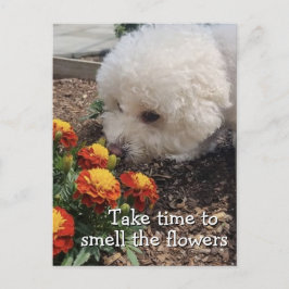 Smell the Flowers Briefkaart