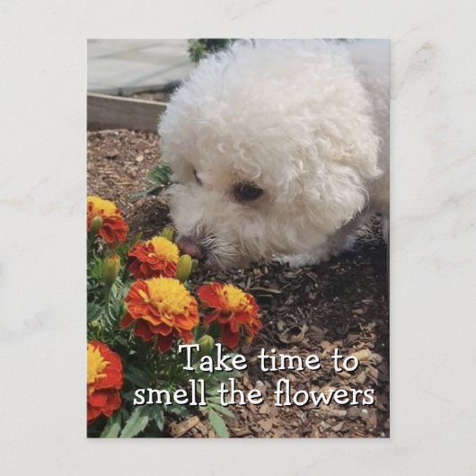 Smell the Flowers Briefkaart (Voorkant)