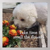 Smell the Flowers  Poster (Voorkant)