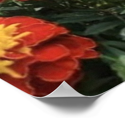 Smell the Flowers  Poster (Hoek)