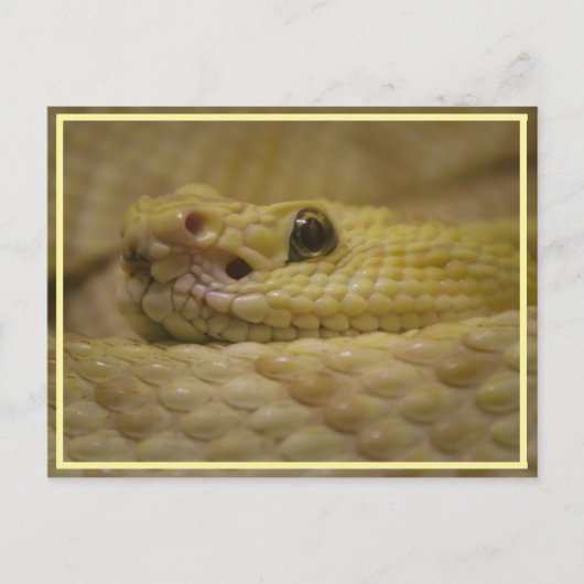 smell your fear! briefkaart (Voorkant)