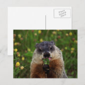 Smelling Spring Groundhog Briefkaart (Voorkant / Achterkant)