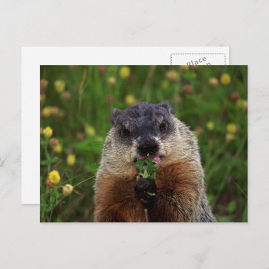 Smelling Spring Groundhog Briefkaart (Voorkant / Achterkant)