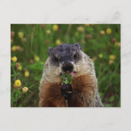 Smelling Spring Groundhog Briefkaart