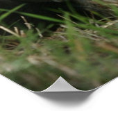 Smelly Skunk Poster (Hoek)