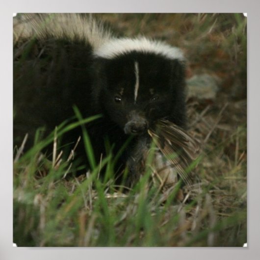 Smelly Skunk Poster (Voorkant)