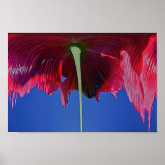 Smeltbloem Poster