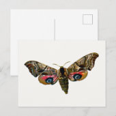 Smerinthus ocellata - Oyed Hawk-Moth - Color Image Briefkaart (Voorkant / Achterkant)