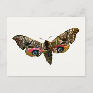 Smerinthus ocellata - Oyed Hawk-Moth - Color Image Briefkaart