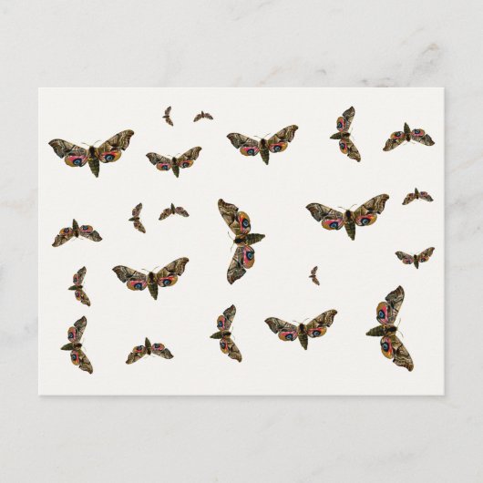 Smerinthus ocellata - Oyed Hawk-Moth - Color Image Briefkaart (Voorkant)
