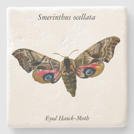 Smerinthus ocellata - Oyed Hawk-Moth - Color Image Stenen Onderzetter (Voorkant)
