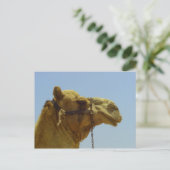 Smile - kamelenkop met blauwe lucht briefkaart (Staand voorkant)