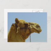 Smile - kamelenkop met blauwe lucht briefkaart (Voorkant / Achterkant)