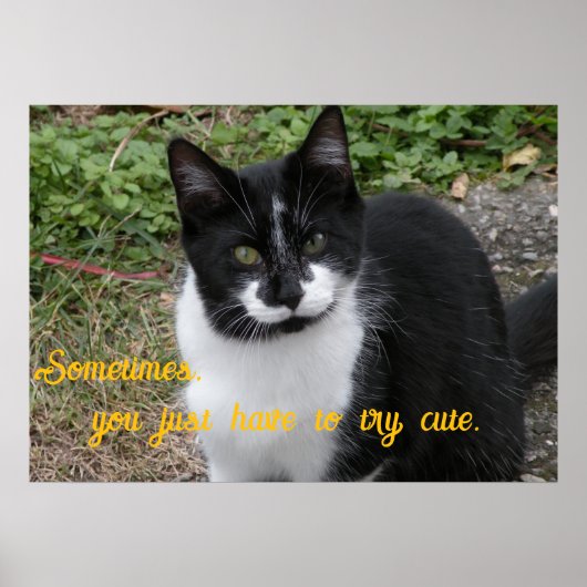 Smiler says- Sometimes, you just have to try cute. Poster (Voorkant)