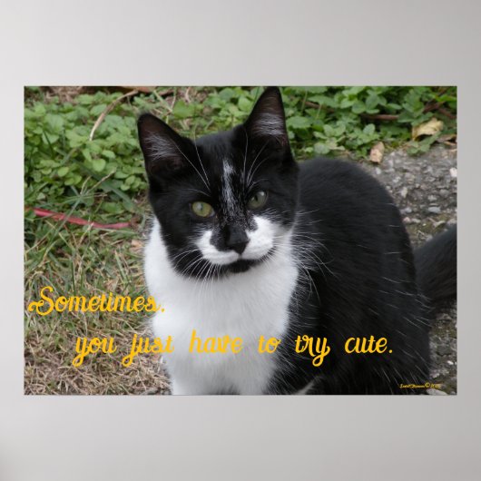 Smiler says- Sometimes, you just have to try cute. Poster (Voorkant)