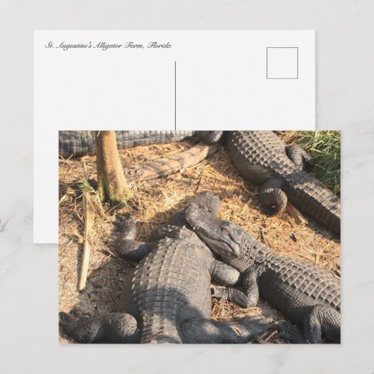 Smilin' Alligator Briefkaart (Voorkant / Achterkant)