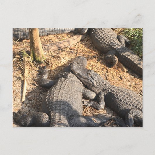 Smilin' Alligator Briefkaart (Voorkant)