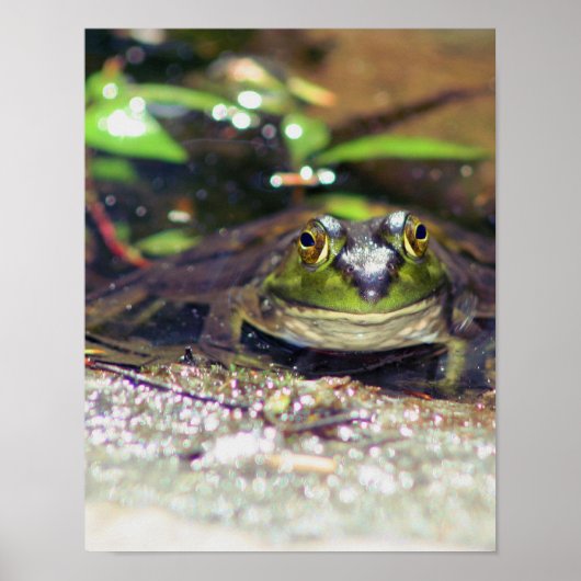 Smiling Bullfrog Animal Poster (Voorkant)