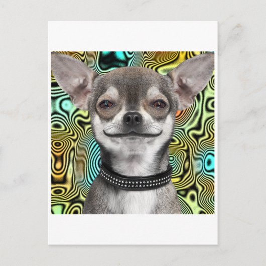Smiling Chihuahua Dog Briefkaart (Voorkant)