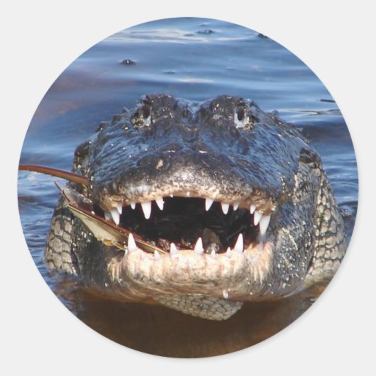 Smiling Crocodile Ronde Sticker (Voorkant)