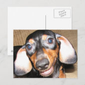 Smiling Dachshund Briefkaart (Voorkant / Achterkant)