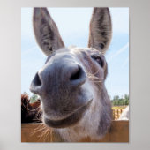 Smiling Donkey Poster (Voorkant)