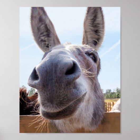 Smiling Donkey Poster (Voorkant)