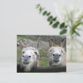 Smiling Donkeys! Briefkaart (Staand voorkant)